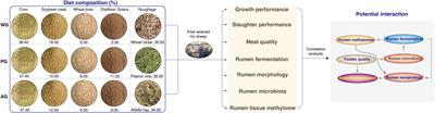 Roughage quality determines the production performance of post-weaned Hu sheep via altering ruminal fermentation, morphology, microbiota, and the global methylome landscape of the rumen wall